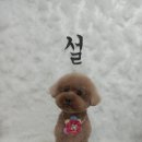 사월의 그루밍 이미지