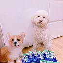 [강아지 사료] 알러지 있는 강아지라면 블루버팔로 베이직스 LID 칠면조 감자 독 추천!
