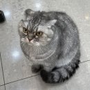 펫피아 동물병원 이미지