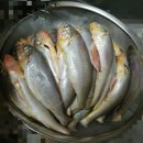 [무료나눔] 천지굴비수산 생물참조기 40마리 당첨 후기