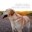 VIP 애견 | [펫VIP 출장미용,목욕 토탈케어 서비스] 애견 출장미용 받고 다시 태어난 허스키의 변화