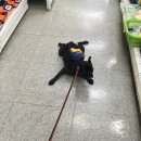병현목장 네이버블로그