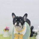 콩이 애견샵 이미지