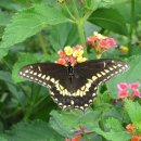 몬티첼로 이미지