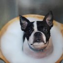 함안 애견샵 러블리펫 이미지