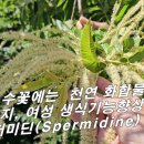 [밤꽃, 율화] 비릿한 남성 정액 냄새, 여성 생식기능 향상, 노화방지 천연 항생 물질. 이미지