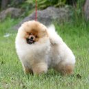 카카랜드 이미지