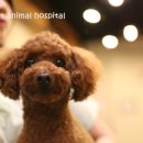 이호동물병원 이미지