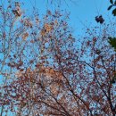 경기도 수원시 권선구 권중로 171 이미지