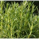 로즈마리 이미지