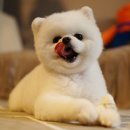 멍냥싸롱 이미지