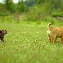 고양이의 하루 이미지