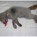 응암동물약국 이미지