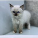 도그마루강아지고양이 - 양천구 오목로 345 | 도그마루강아지고양이