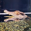 구로-구로-구로-1225 이미지