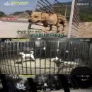 보다더동물농장 이미지