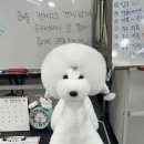 아온펫 이미지