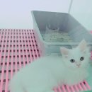 착한애견분양(원주점) 이미지