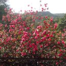 이장 유펑 수도원 玉峰寺-옥봉사 거대한 동백나무-Giant Camellia Tree in Yufeng Monastery, Lijiang 이미지