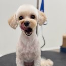 허니애견 이미지