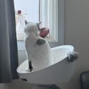 캣에어 | 엘지 퓨리케어 에어로캣타워 고양이 캣타워 공기청정기 실사용 후기