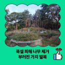 소음피해복지회관 | 폭설 피해 나무 제거 부러진 가지 벌목