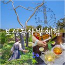 보성 녹차밭 국내 힐링여행 보성엑스포 차 만들기 체험농장