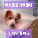 로로동물의료센터 이미지