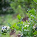 호상농장 이미지