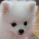 꽃님이 이미지