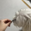 {MX사료} 강아지 콜레스테롤 사료