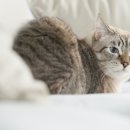 엘동물의료센터 이미지