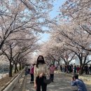 라코스테라이브타임스퀘어 | [라코스테 가디건] 여성 라코스테 라이브 베이직 솔리드 크루넥 가디건 솔직 리뷰 (베이지, S사이즈)