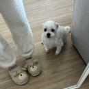 몽통구리 이미지