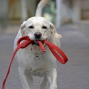 강아지산책 이미지