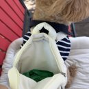 줄앤리쉬 | [초코송이 추천템] 헤이하이호 헤이백팩앤리쉬 강아지 하네스 가슴줄 🎒〰️ 🐶 리뷰