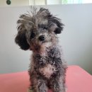 블레스펫 살롱 이미지