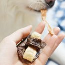 댕댕이냥냥 이미지