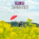 장미휴게음식점 | 철원 당일치기 여행 고석정 유채꽃밭 봄 축제 입장료 갈만한곳 추천