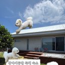 제주애단비 | [ 제주 ] 위치 좋은 애견동반 독채 펜션 제주애단비 애월 (근처 맛집 공유)