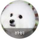 바비애견미용 이미지