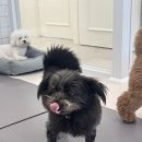 퍼피애견 | 강서 애견미용실, 강서 애견유치원 &#39;퍼피파파&#39; 후기 !