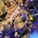 무인47 | 대전 유성 아이랑 가볼만한곳 [대전 유성 아쿠아리움 무인카페 24] 대전 이색카페 방문후기