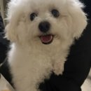 샤이멍 | 500 + 두쫀쿠, 두쫀떡 +..~