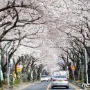 예래동-4 | 제주도 벚꽃 명소 BEST 7 – 여행 인생샷 건질 장소 추천