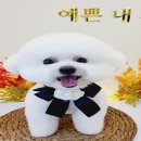 파파펫살롱 이미지