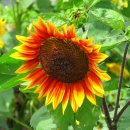 해바라기농장 이미지