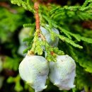 경아회수산 이미지