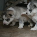 똥강아지 이미지