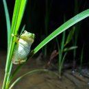 청개구리 이미지